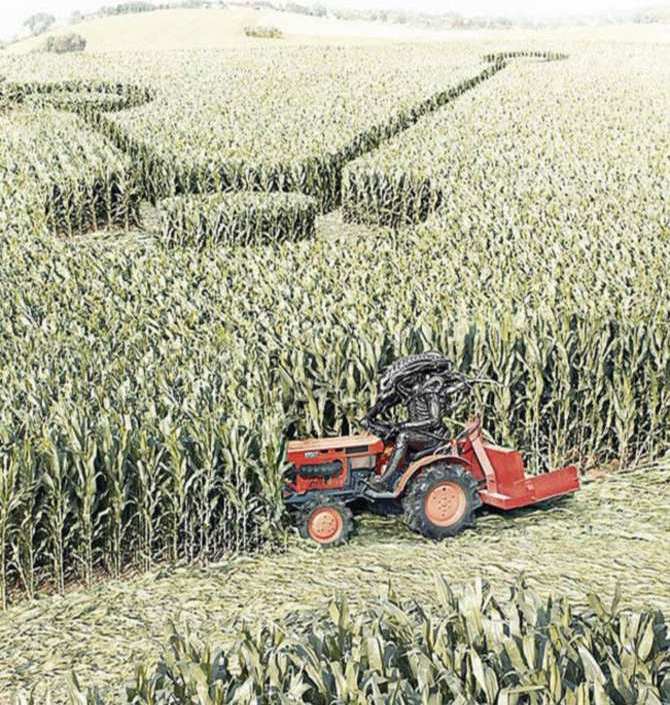 crop circles 2012