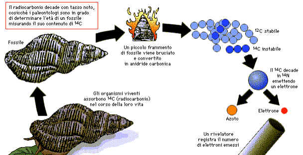 datazione al_radiocarbonio_elementari