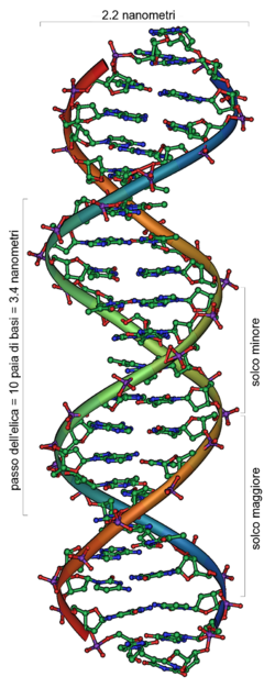 250px-DNA Overview_it_