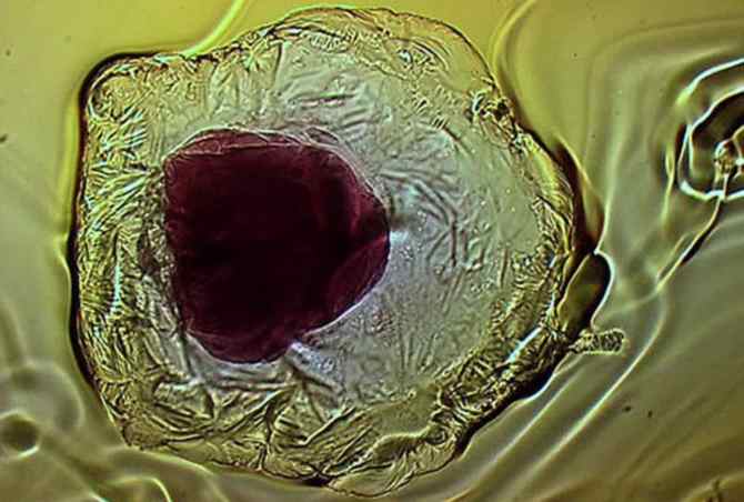 Cronin ha chiamato il risultato “Bubbles Inorganic Chemical Cells“, o iCHELLs. Modificando alcuni ossidi di metallo vari iChells cambiano le caratteristiche in cellule naturali.