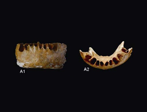 L’uomo moderno, l’Homo sapiens, è nato in Cina e non in Africa. Inoltre è più vecchio: ha 110 mila anni invece dei centomila dell’africano. 