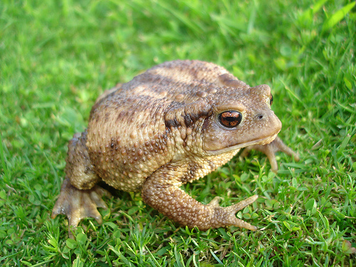 bufobufo